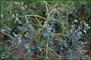 Heliotropium europaeum (Boraginaceae)