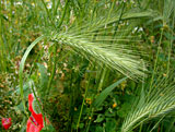 Hordeum murinum (Poaceae)