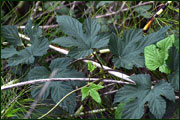 Humulus lupulus (Cannabaceae)