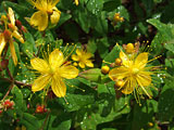 Hypericum calycinum (Hypericaceae)