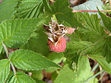 Rubus idaeus (Rosaceae)