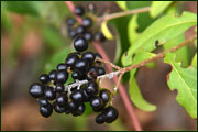 Ligustrum vulgare (Oleaceae)