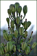 Lilium Sp. (Liliaceae)