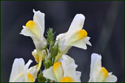 Linaria vulgaris (Scrophulariaceae)
