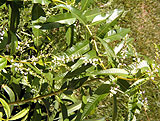 Lippia citriodora (Verbenaceae)