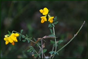 Lotus tenuis (Fabaceae)