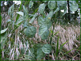 Lunaria annua (Cruciferae)