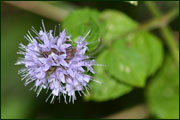 Mentha aquatica (Lamiaceae)