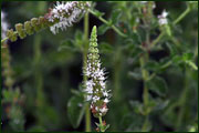 Mentha longifolia (Lamiaceae)
