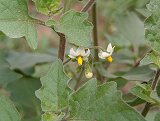 Solanum nigrum (Solanaceae)