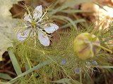 Nigella damascena (Ranuncolaceae)