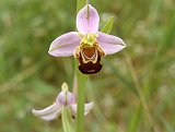 Ophrys apifera (Orchidaceae)