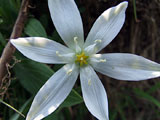 Ornithogalum umbellatum (Liliaceae)