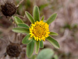 Pallenis spinosa (Asteraceae)