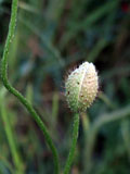 Papaver roheas (Papaveraceae)