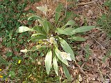 Plantago lanceolata (Plantaginaceae)