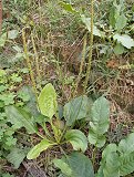 Plantago major (Plantaginaceae)