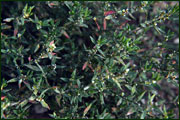 Polygonum aviculare (Polygonaceae)