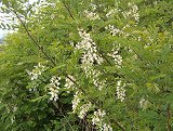Robinia pseud-acacia (Fabaceae)