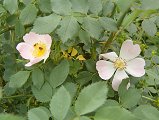 Rosa canina (Rosaceae)