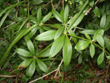 Rubia peregrina (Rubiaceae)