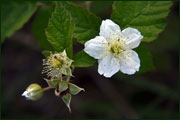 Rubus fruticosus (Rosaceae)