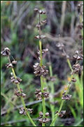 Salvia pratensis (Lamiaceae)