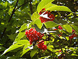 Sambucus racemosa (Caprifoliaceae)