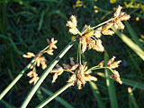Scirpus lacustris (Cyperaceae)