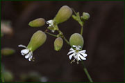 Silene cucubalus (Caryophyllaceae)