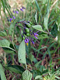 Solanum dulcamara (Solanaceae)