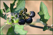 Solanum nigrum (Solanaceae)