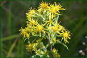 Solidago virga-aurea (Asteraceae)
