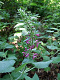 Stachys sylvatica (Lamiaceae)