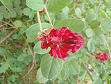 Hedysarum coronarium (Fabaceae)
