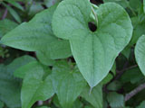 Tamus communis (Dioscoreaceae)