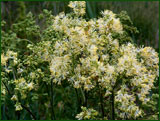 Thalictrum lucidum (Ranuncolaceae)