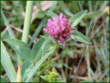 Trifolium pratense (Fabaceae)