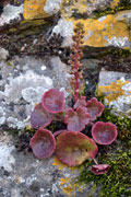 Umbilicus rupestris (Crassulaceae)