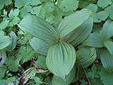 Veratrum album (Liliaceae)