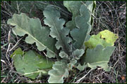 Verbascum sinuatum (Scrophulariaceae)