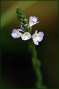 Verbena officinalis (Verbenaceae)