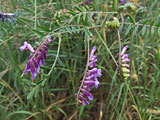 Vicia cracca (Fabaceae)