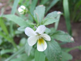 Viola tricolor (Violaceae)