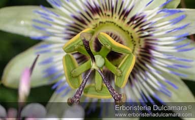 Le nostre foto botaniche sul nostro blog