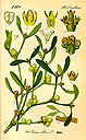 Immagine della pianta del Vischio (Viscum album), lorantacea dalle molteplici proprietà